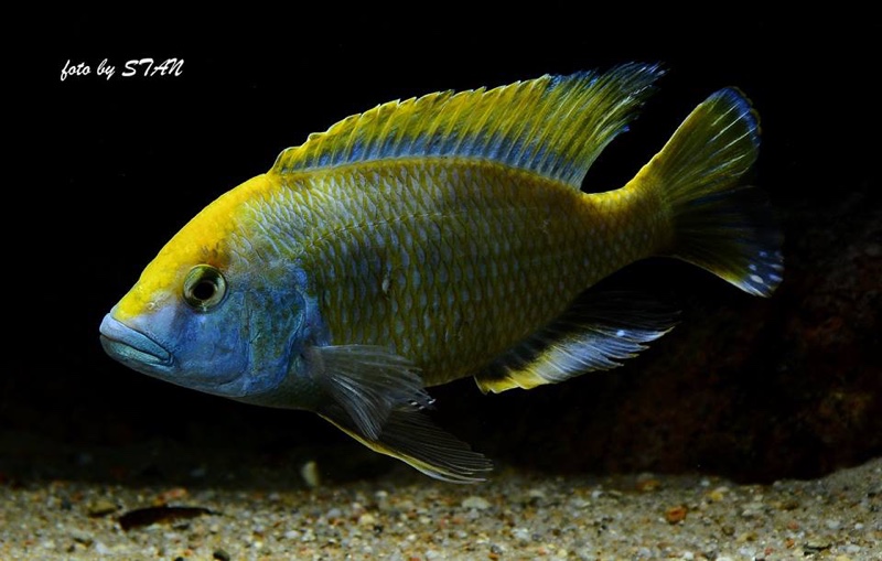 Nimbochromis venustus